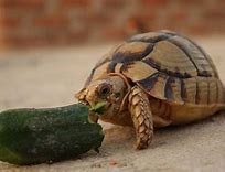 Apakah Jangkrik Bisa Makan Timun